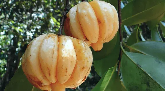 Ako dokáže Garcínia kambodžská pomôcť tvojmu telu?